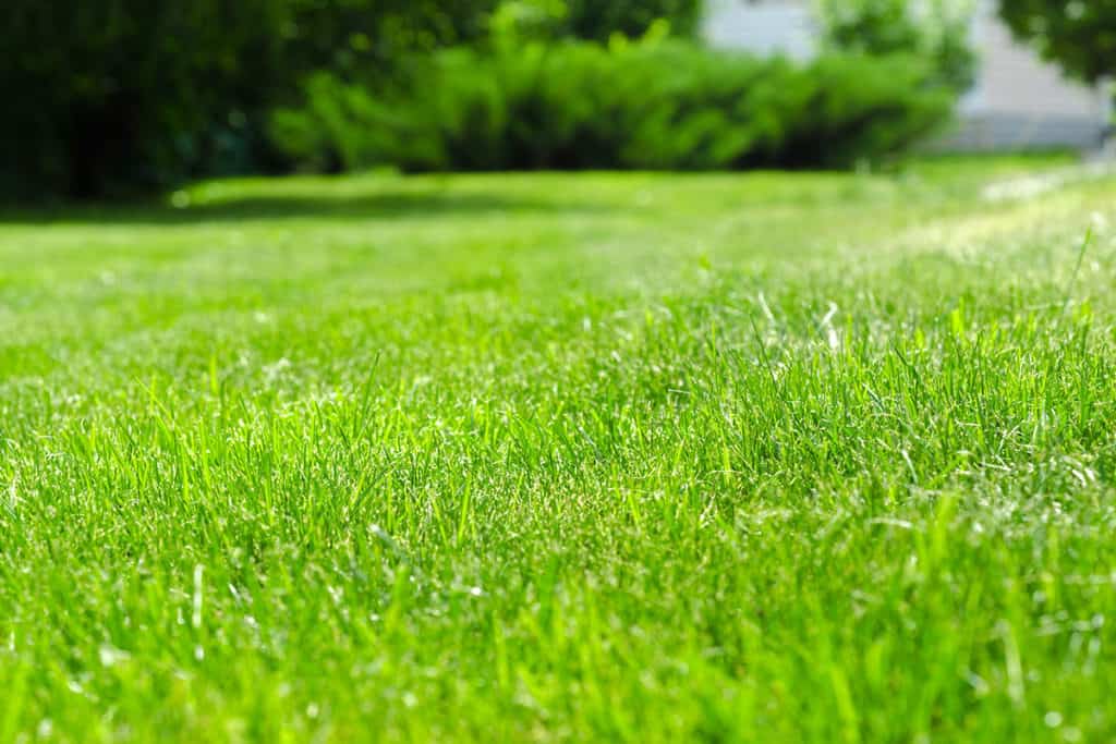 Lawn Care Services - Westwood MA