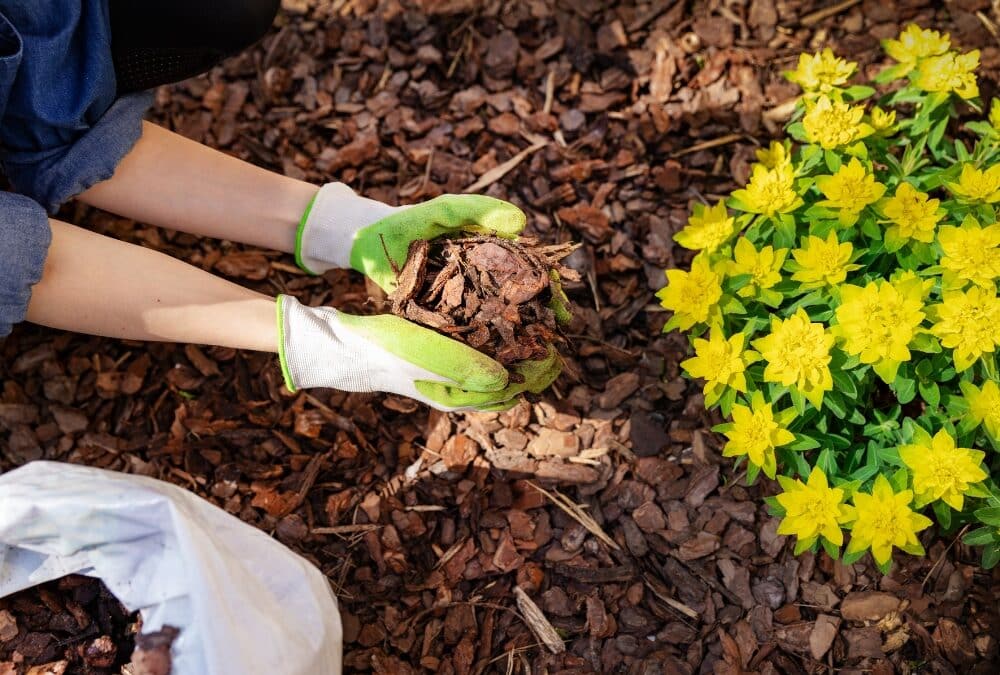 How to Choose the Right Mulch for Your Landscape