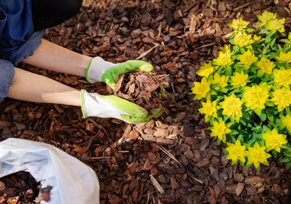 How to Choose the Right Mulch for Your Landscape